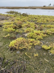 Spergularia canadensis