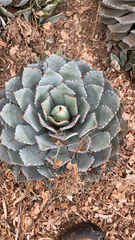 Agave potatorum