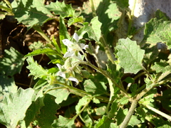Solanum tweedianum