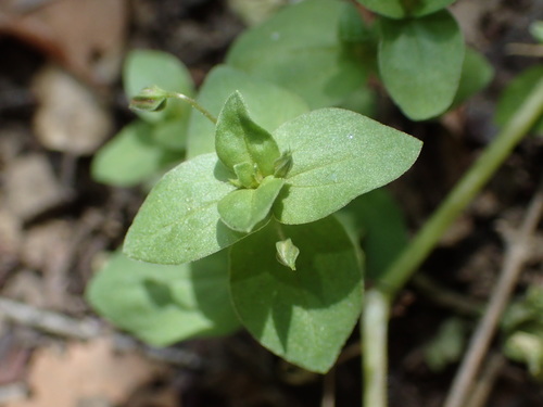 iNaturalist observation photo of common chickweed