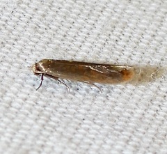 Phaeoses sabinella