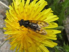 Ferdinandea fumipennis