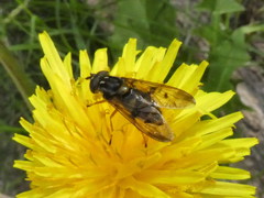 Ferdinandea fumipennis
