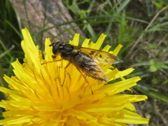 Ferdinandea fumipennis