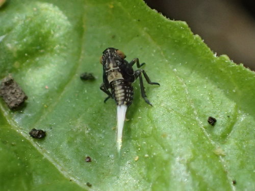 iNaturalist observation photo of Elicini