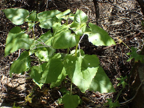 iNaturalist observation photo of canyon sunflower