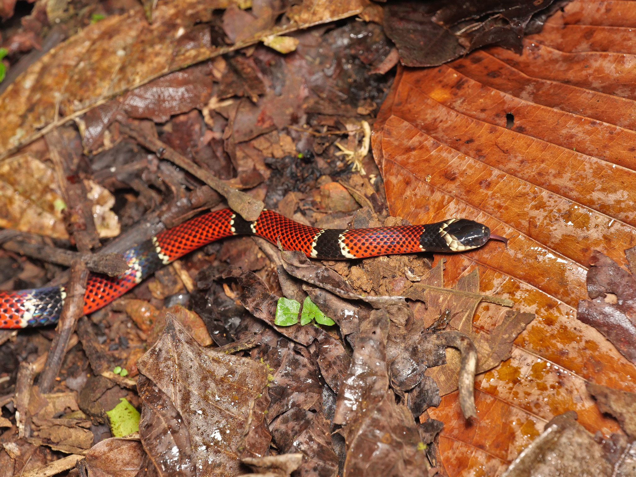 Would A Coral Snake Bite Even Faze An Elephant? - kh536xo