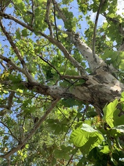 Platanus occidentalis