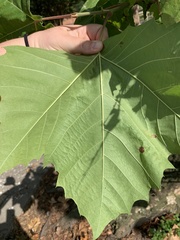 Platanus occidentalis