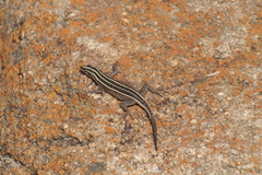 Platysaurus orientalis