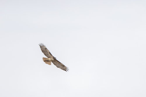 iNaturalist observation photo of Red-tailed Hawk