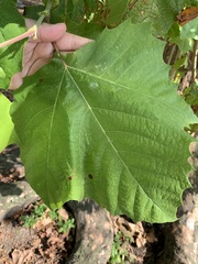 Platanus occidentalis