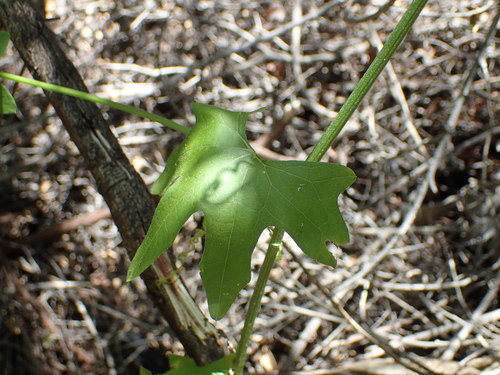 iNaturalist observation photo of Chilicothe