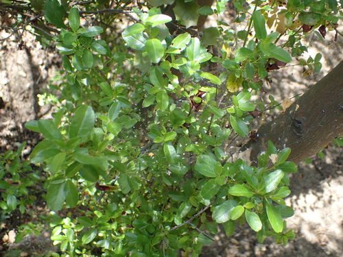 iNaturalist observation photo of greenbark ceanothus