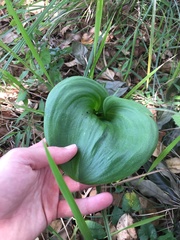 Eriospermum ornithogaloides