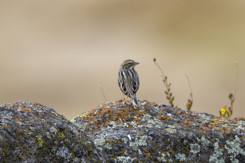 iNaturalist observation photo of Savannah Sparrow