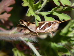 Phaeocatantops solitarius
