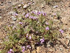 Glandularia venturii