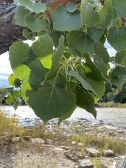 Populus fremontii