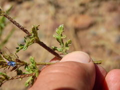 Glandularia venturii