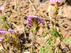 Glandularia venturii
