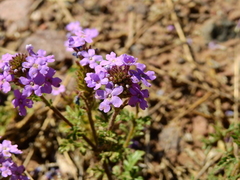 Glandularia venturii