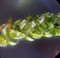 Rhynchostegium murale