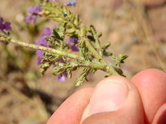 Glandularia venturii