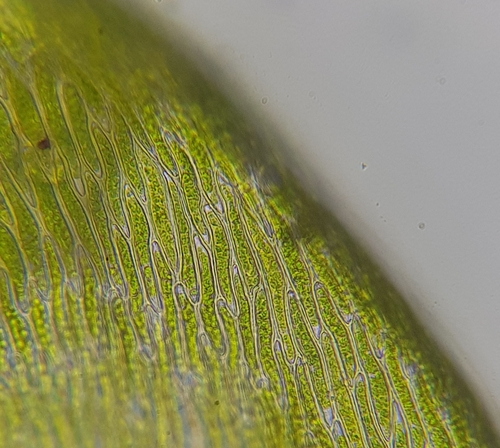Image of Rhynchostegium murale by (c) Helen Waterman, some rights reserved (CC BY)