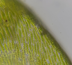 Rhynchostegium murale