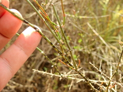 Ephedra triandra