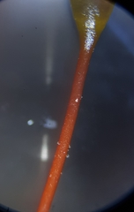 Rhynchostegium murale