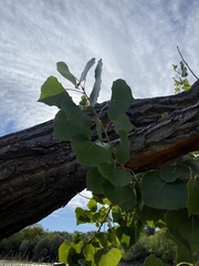 Populus fremontii
