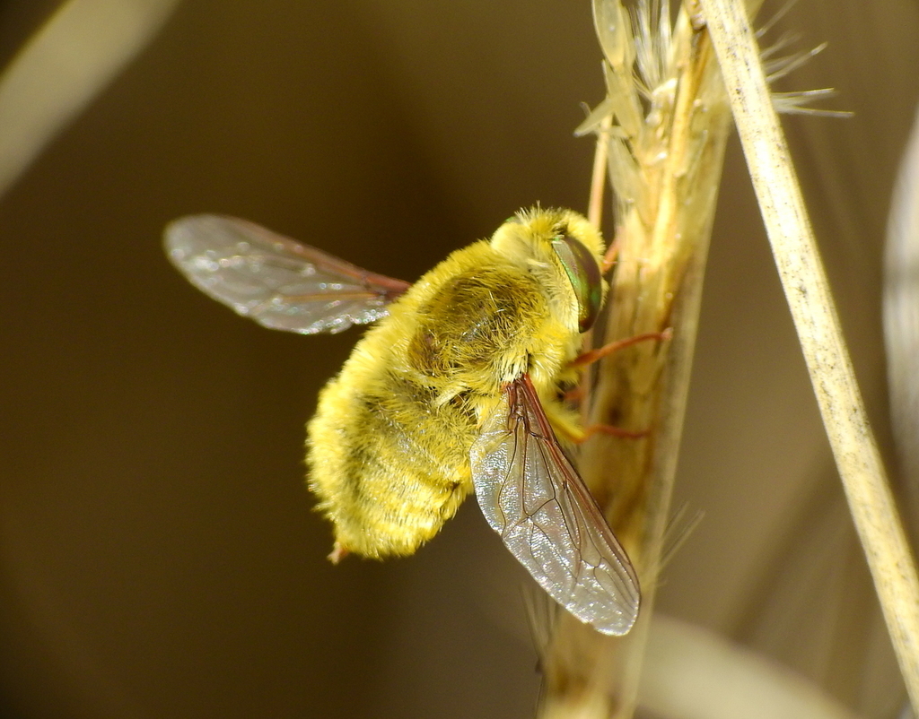 Neorhynchocephalus sulphureus