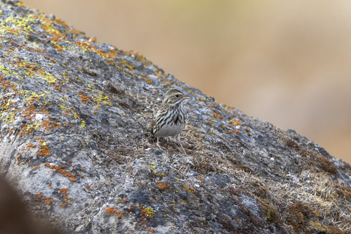 iNaturalist observation photo of Savannah Sparrow