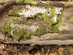 Phellinus laevigatus