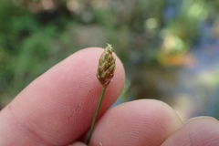 Eleocharis tuberculosa
