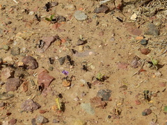 Acromyrmex lobicornis