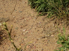 Acromyrmex lobicornis