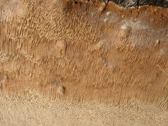 Phellinus laevigatus