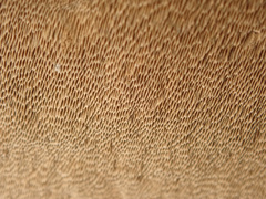 Phellinus laevigatus