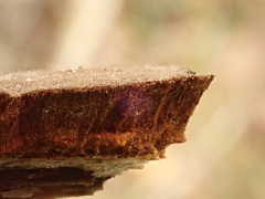 Phellinus laevigatus