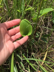 Eriospermum ornithogaloides