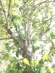 Platanus occidentalis