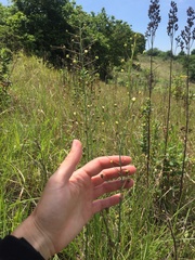 Eriospermum ornithogaloides