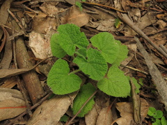 Salvia palifolia