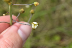 Eriospermum ornithogaloides