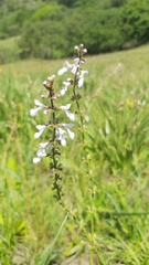 Stachys nigricans
