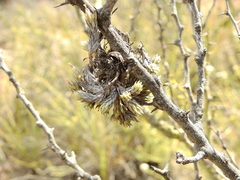 Tillandsia pedicellata