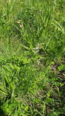 Stachys nigricans